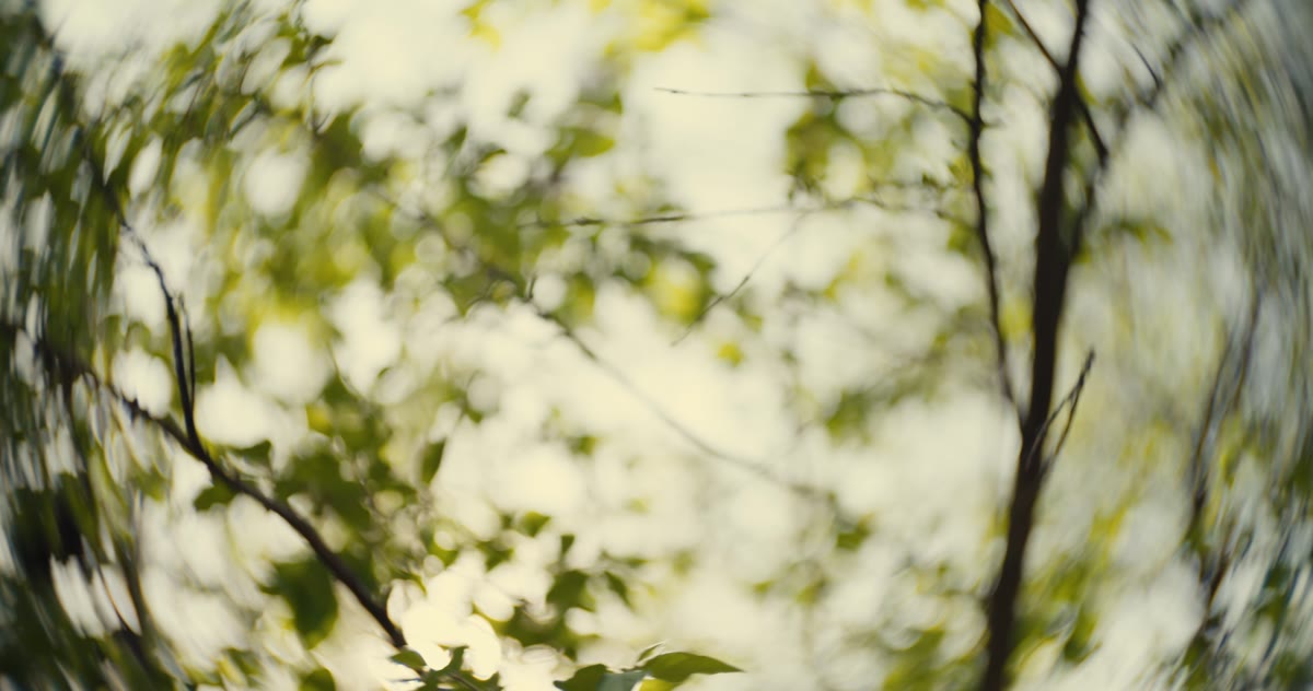 Sunlight through leaves, soft and out of focus